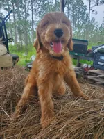 Bentley, a male Goldendoodle for sale in Sanderson, FL – 6 of 8