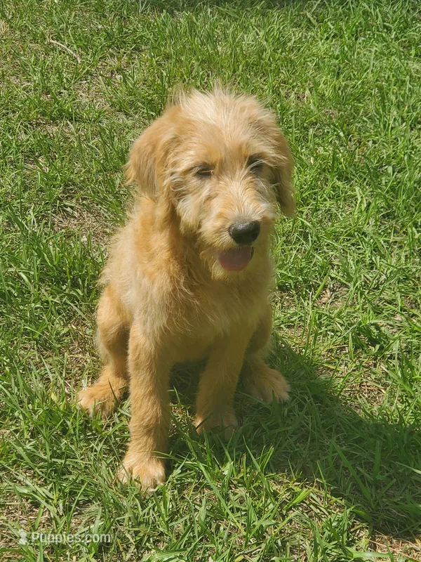 Honey – Labradoodle puppy for sale in Sanderson, FL