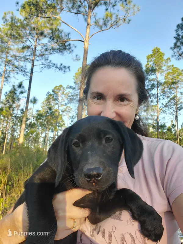 AKC Raven – Labrador Retriever puppy for sale in Sanderson, FL