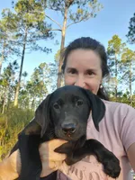 AKC Raven, a female Labrador Retriever for sale in Sanderson, FL – 1 of 8