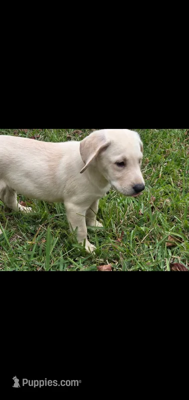 AKC Daisy – Labrador Retriever puppy for sale in Sanderson, FL