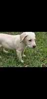 AKC Daisy, a female Labrador Retriever for sale in Sanderson, FL – 5 of 6