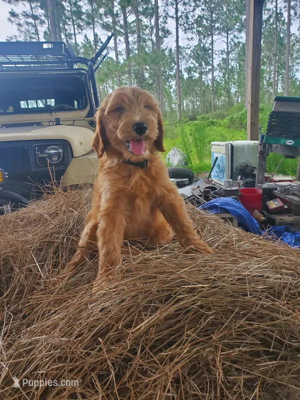 Finley – Goldendoodle puppy for sale in Sanderson, FL