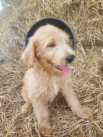 Aria, a female Labradoodle for sale in Sanderson, FL – Photo 4 of 8