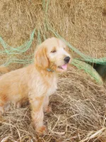 Aria, a female Labradoodle for sale in Sanderson, FL – Photo 1 of 8