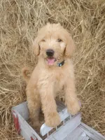 Aria, a female Labradoodle for sale in Sanderson, FL – Photo 7 of 8