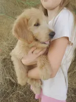 Aria, a female Labradoodle for sale in Sanderson, FL – Photo 2 of 8