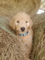 Aria, a female Labradoodle for sale in Sanderson, FL – Photo 5 of 8