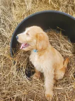 Aria, a female Labradoodle for sale in Sanderson, FL – Photo 3 of 8