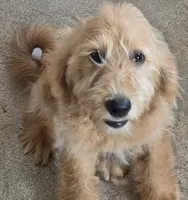 Sunny, a female Labradoodle for sale in Sanderson, FL – 5 of 5