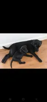 Nova, a female Labrador Retriever for sale in Sanderson, FL – 3 of 6
