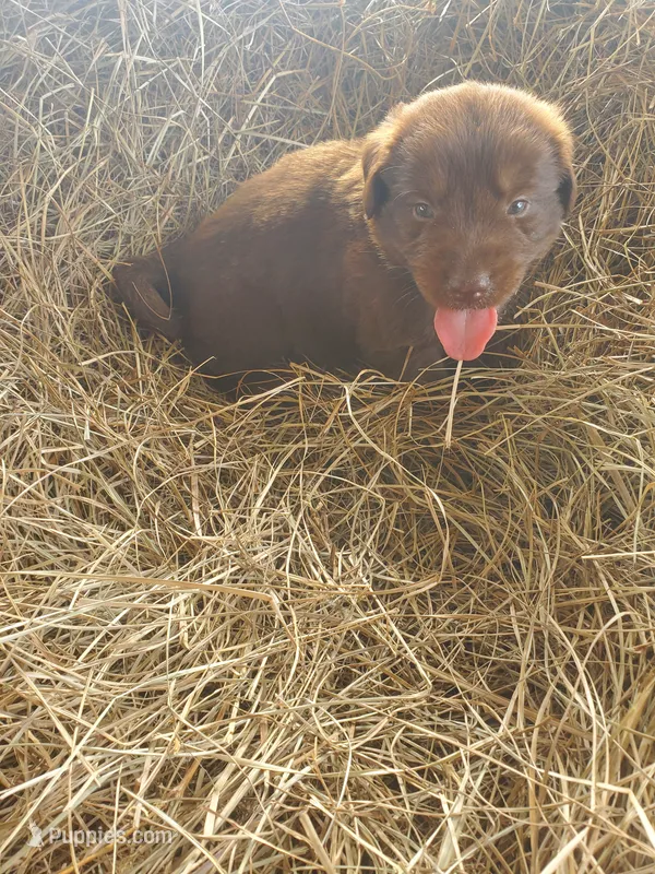 Fudge – Great Pyrenees, Labrador Retriever puppy for sale in Sanderson, FL