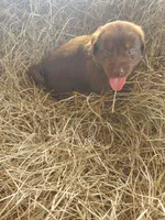 Fudge, a male Great Pyrenees and Labrador Retriever for sale in Sanderson, FL – 1 of 4