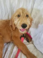 Sunny, a female Labradoodle for sale in Sanderson, FL – 4 of 5
