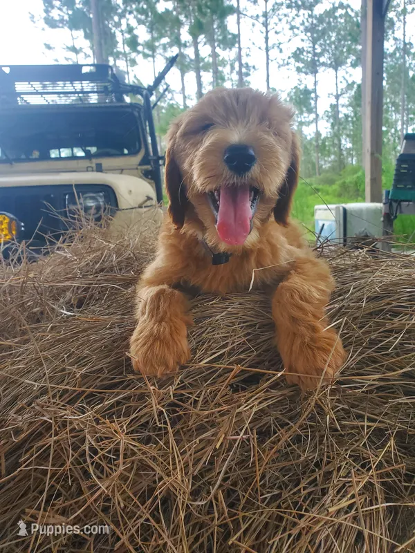 Chloe  – Goldendoodle puppy for sale in Sanderson, FL