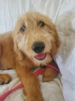 Sunny, a female Labradoodle for sale in Sanderson, FL – 3 of 5