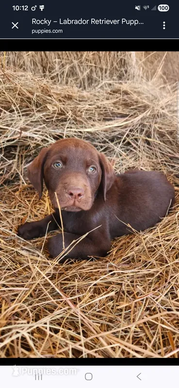 Rocky- Green Eyes – Labrador Retriever puppy for sale in Sanderson, FL