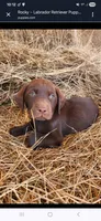 Rocky- Green Eyes, a male Labrador Retriever for sale in Sanderson, FL – 1 of 4