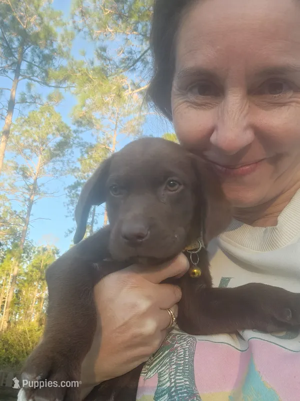 AKC Charlotte – Labrador Retriever puppy for sale in Sanderson, FL