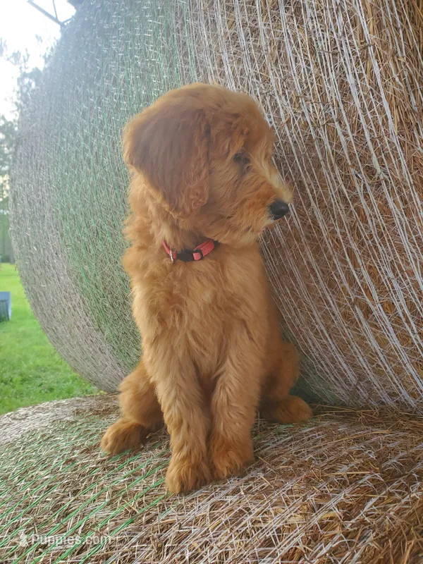 Sadie (Cookie) – Goldendoodle puppy for sale in Sanderson, FL