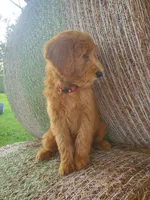 Coco- Well Trained!, a female Goldendoodle for sale in Sanderson, FL – 9 of 10