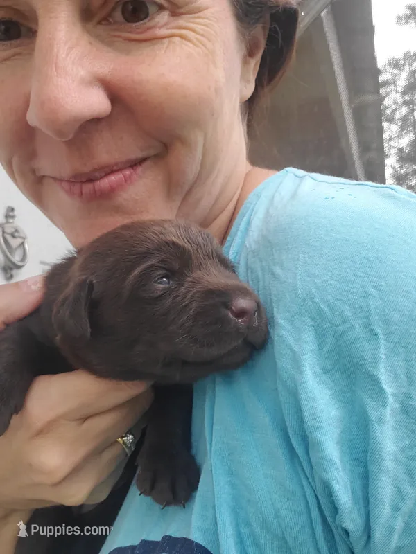 Tootsie – Labrador Retriever puppy for sale in Sanderson, FL