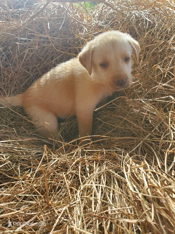Scout – Labrador Retriever puppy for sale in Sanderson, FL