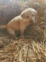 Scout, a male Labrador Retriever for sale in Sanderson, FL – 1 of 6