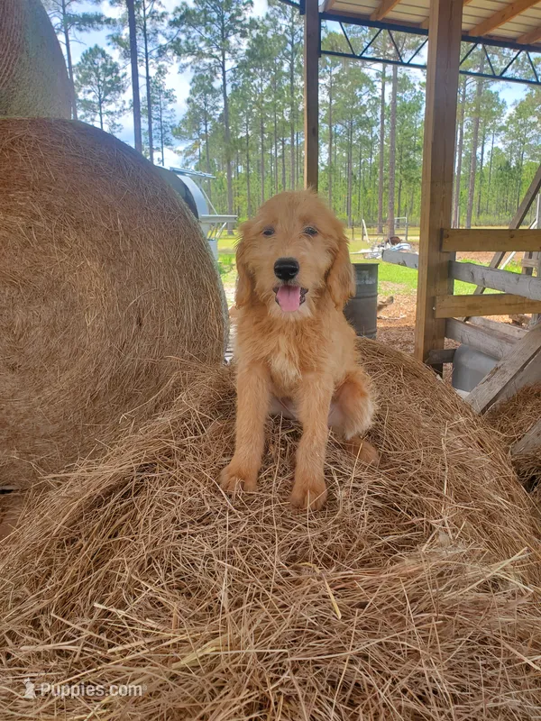 Honey – Labradoodle puppy for sale in Sanderson, FL