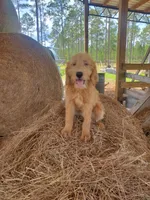 Honey, a female Labradoodle for sale in Sanderson, FL – 3 of 4
