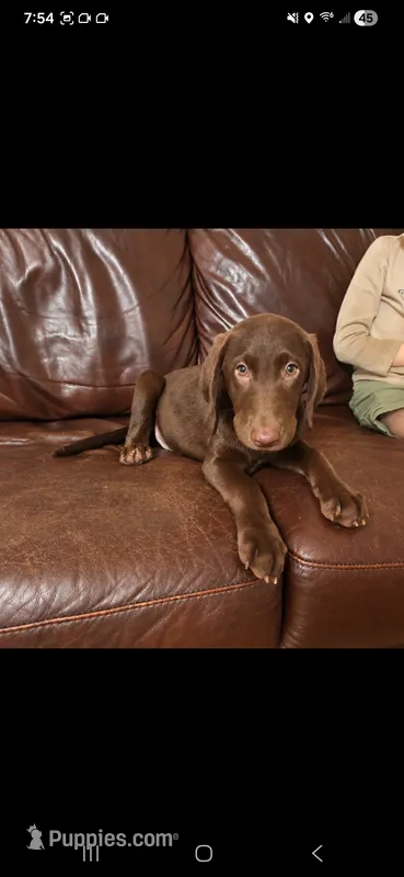 Cocoa – Labrador Retriever puppy for sale in Sanderson, FL