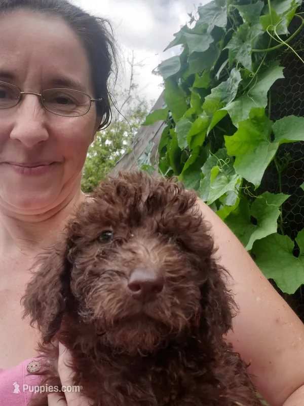 Cocoa- Mini Labradoodle  – Miniature Labradoodle puppy for sale in Sanderson, FL