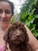 Cocoa- Mini Labradoodle , a female Miniature Labradoodle for sale in Sanderson, FL – 1 of 2