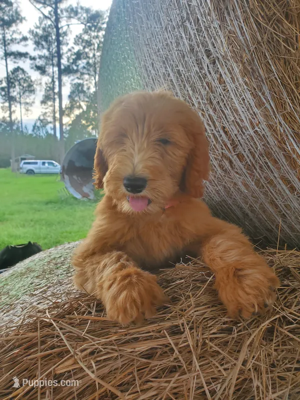 Sadie – Goldendoodle puppy for sale in Sanderson, FL