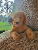 Sadie-Trained!, a female Goldendoodle for sale in Sanderson, FL – 2 of 8