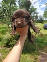 Milky Way, a male Labrador Retriever for sale in Sanderson, FL – 5 of 5