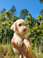 AKC Oakley, a male Labrador Retriever for sale in Sanderson, FL – 10 of 10