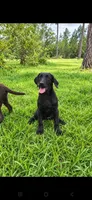 Nova, a female Labrador Retriever for sale in Sanderson, FL – 2 of 6