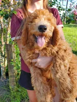 Valor, a male Goldendoodle for sale in Sanderson, FL – 3 of 3