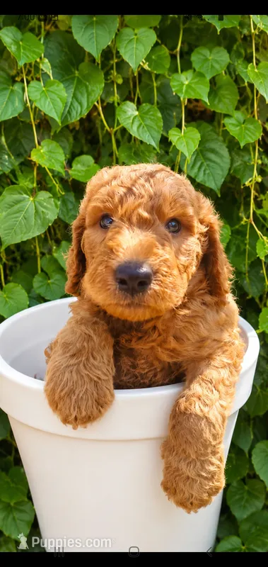 Chloe- F1b Goldendoodle  – Goldendoodle puppy for sale in Sanderson, FL