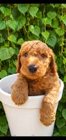 Chloe- F1b Goldendoodle , a female Goldendoodle for sale in Sanderson, FL – 1 of 1