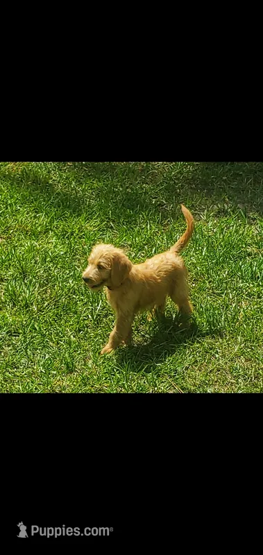 Oliver – Labradoodle puppy for sale in Sanderson, FL