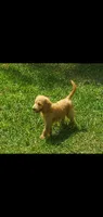 Oliver, a male Labradoodle for sale in Sanderson, FL – 1 of 2