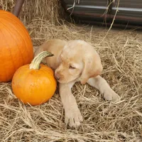 AKC Bentley, a male Labrador Retriever for sale in Sanderson, FL – Photo 4 of 4