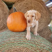 AKC Bentley, a male Labrador Retriever for sale in Sanderson, FL – Photo 3 of 4