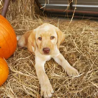 AKC Bentley, a male Labrador Retriever for sale in Sanderson, FL – Photo 1 of 4