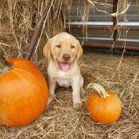 AKC Bentley, a male Labrador Retriever for sale in Sanderson, FL – Photo 2 of 4