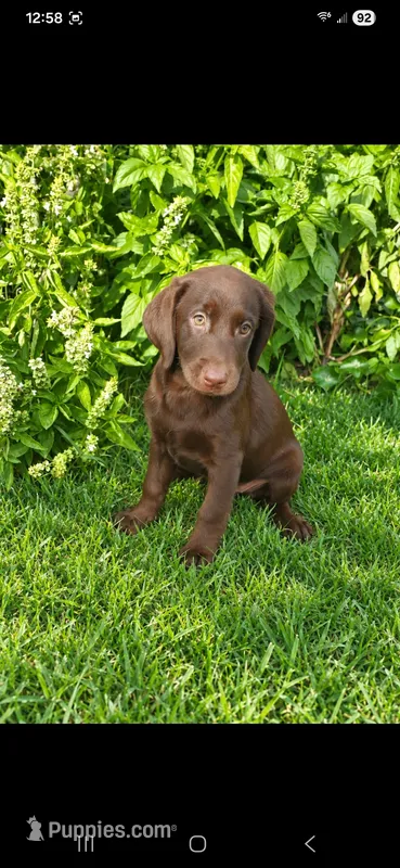 Mocha – Labrador Retriever puppy for sale in Sanderson, FL