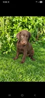 AKC Mocha, a female Labrador Retriever for sale in Sanderson, FL – 1 of 2