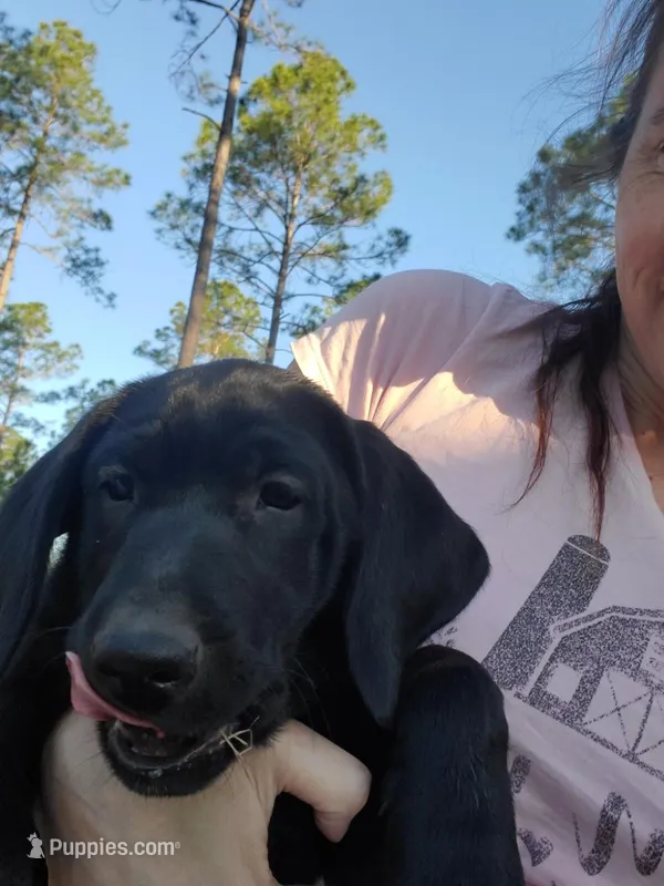 Nova – Labrador Retriever puppy for sale in Sanderson, FL